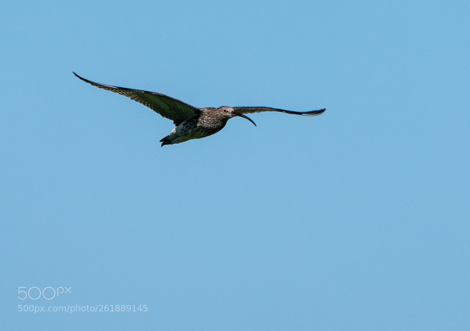 Panasonic Lumix DMC-GX85 (Lumix DMC-GX80 / Lumix DMC-GX7 Mark II) sample photo. Numenius arquata photography