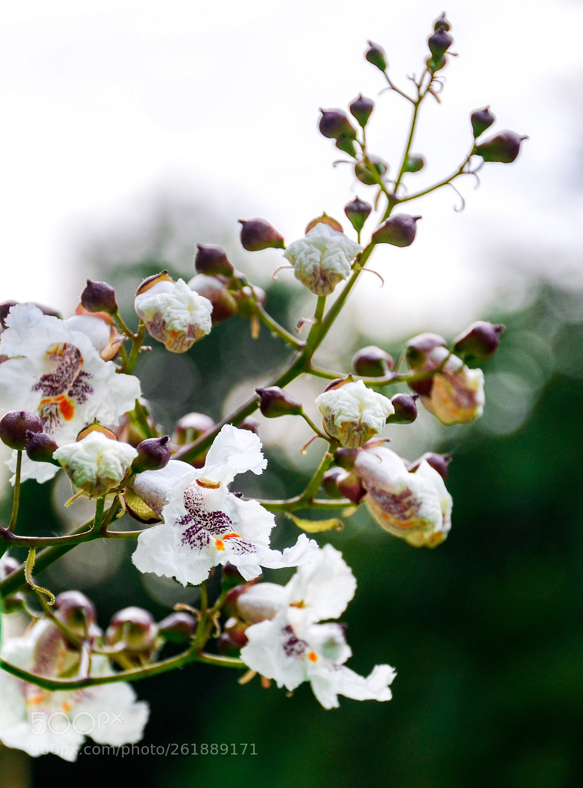 Nikon D7000 sample photo. Bignonia catalpa photography
