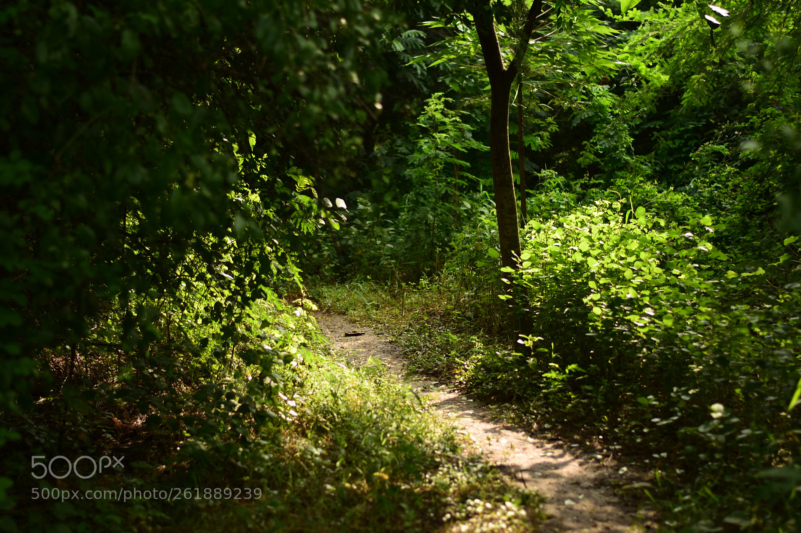 Nikon D7200 + Nikon AF-S Nikkor 50mm F1.8G sample photo. Ray of bliss photography