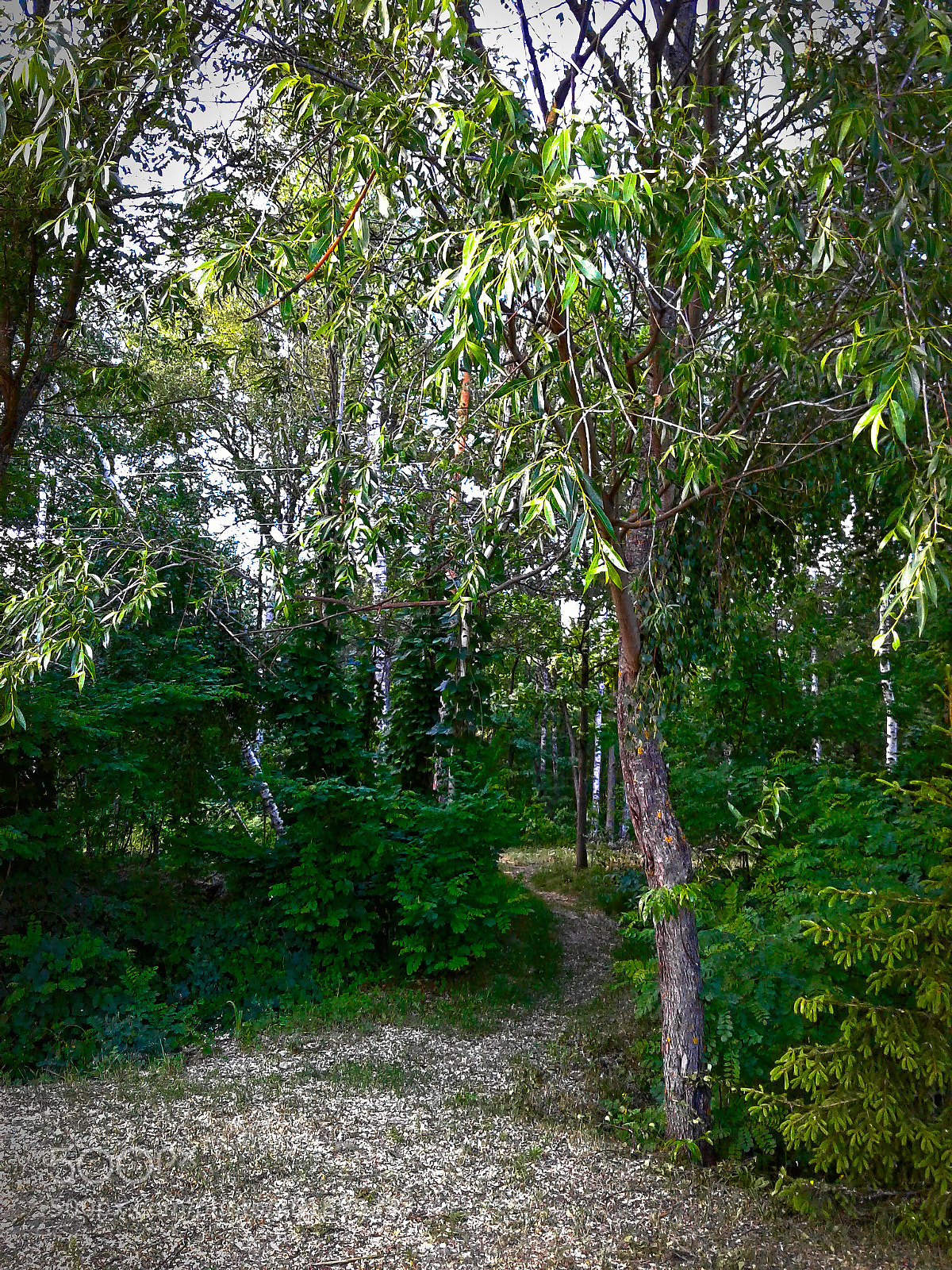 Samsung Galaxy J1 sample photo. Forest path photography