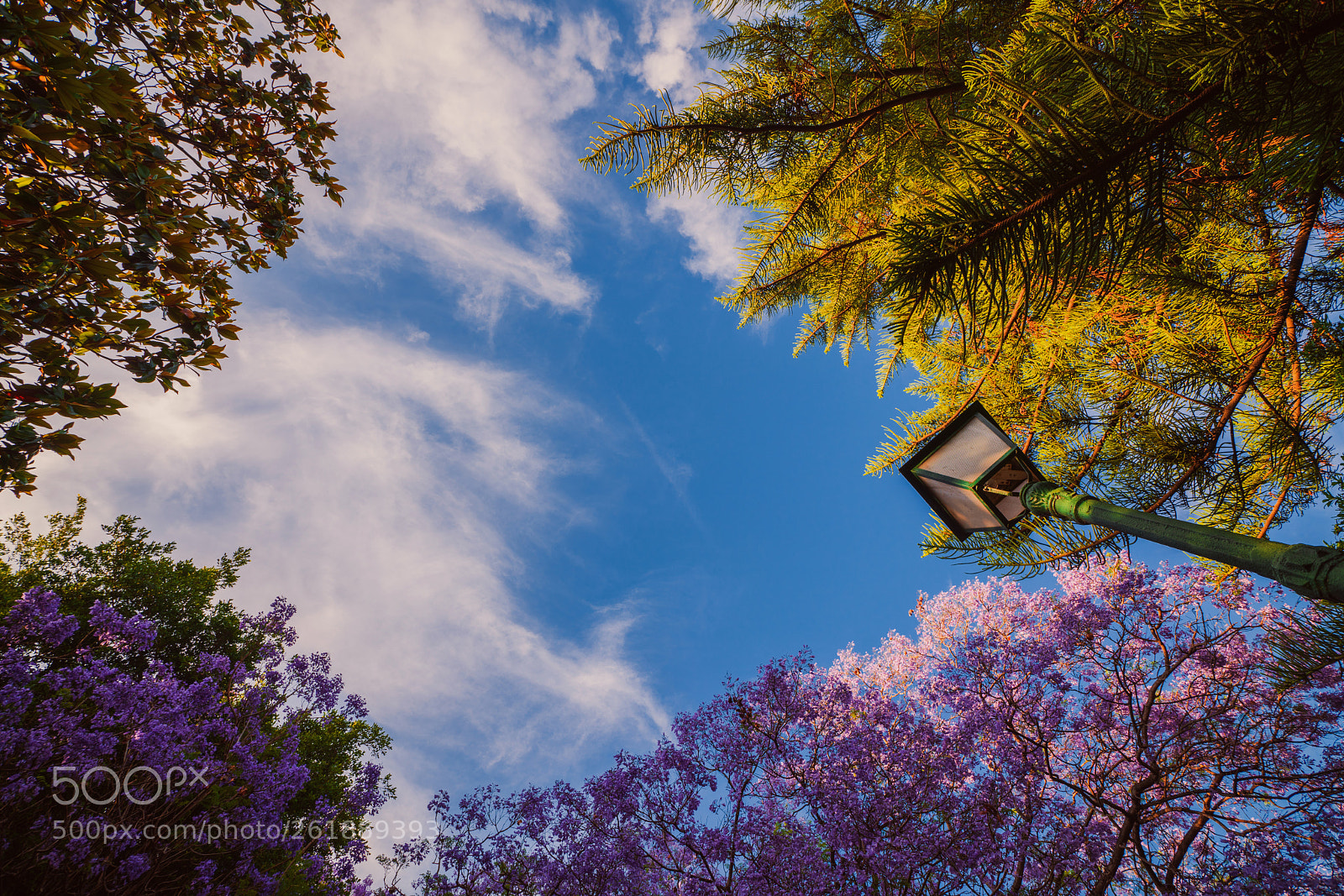 Sony a99 II sample photo. Blossoming trees of jacaranda photography