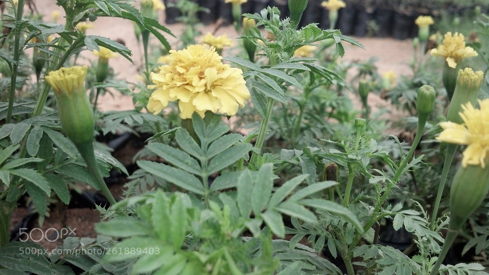 Motorola DROID RAZR sample photo. Marigold flowers photography