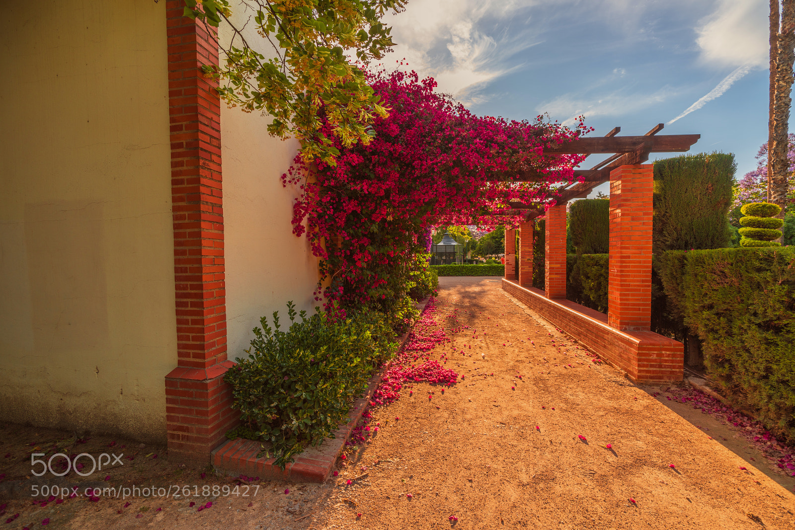 Sony a99 II sample photo. Flowering trees in the photography