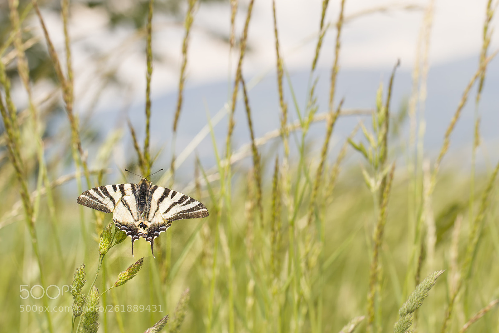 Canon EOS 7D Mark II sample photo. Ka photography