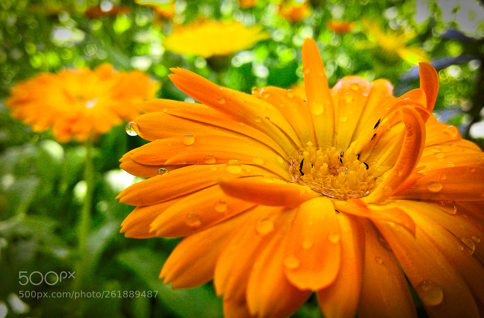 Samsung Galaxy J1 sample photo. Orange flower photography