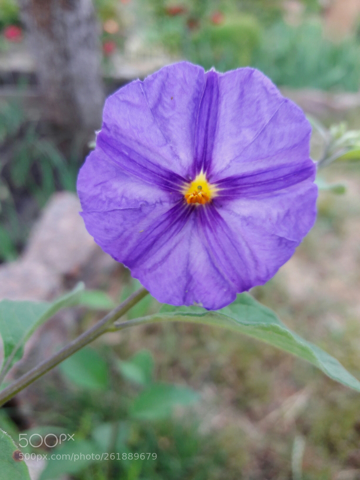 Samsung Galaxy J7 sample photo. Pretty purple flower photography