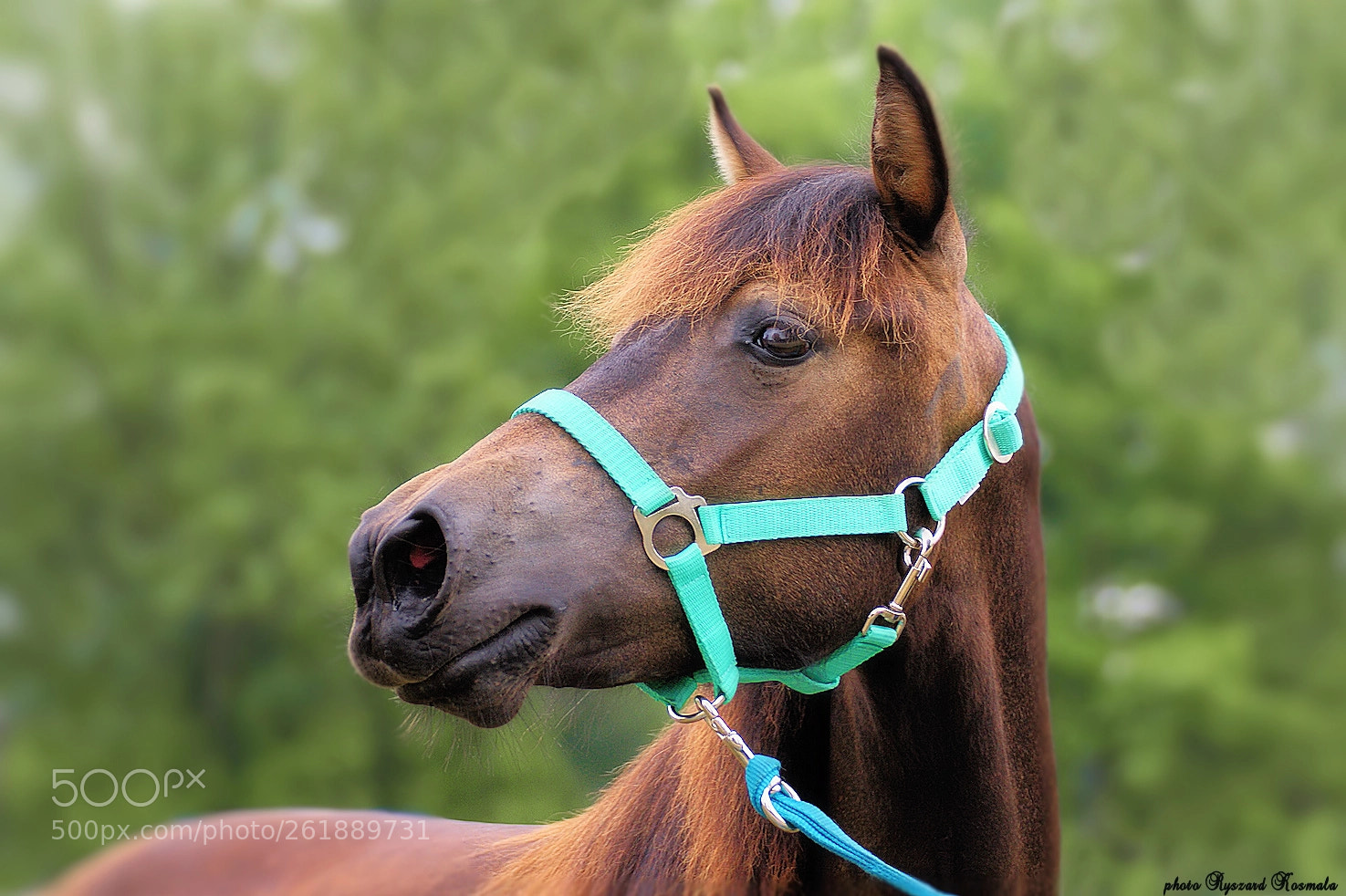 Sony Alpha DSLR-A300 sample photo. Hucul - beauty from photography