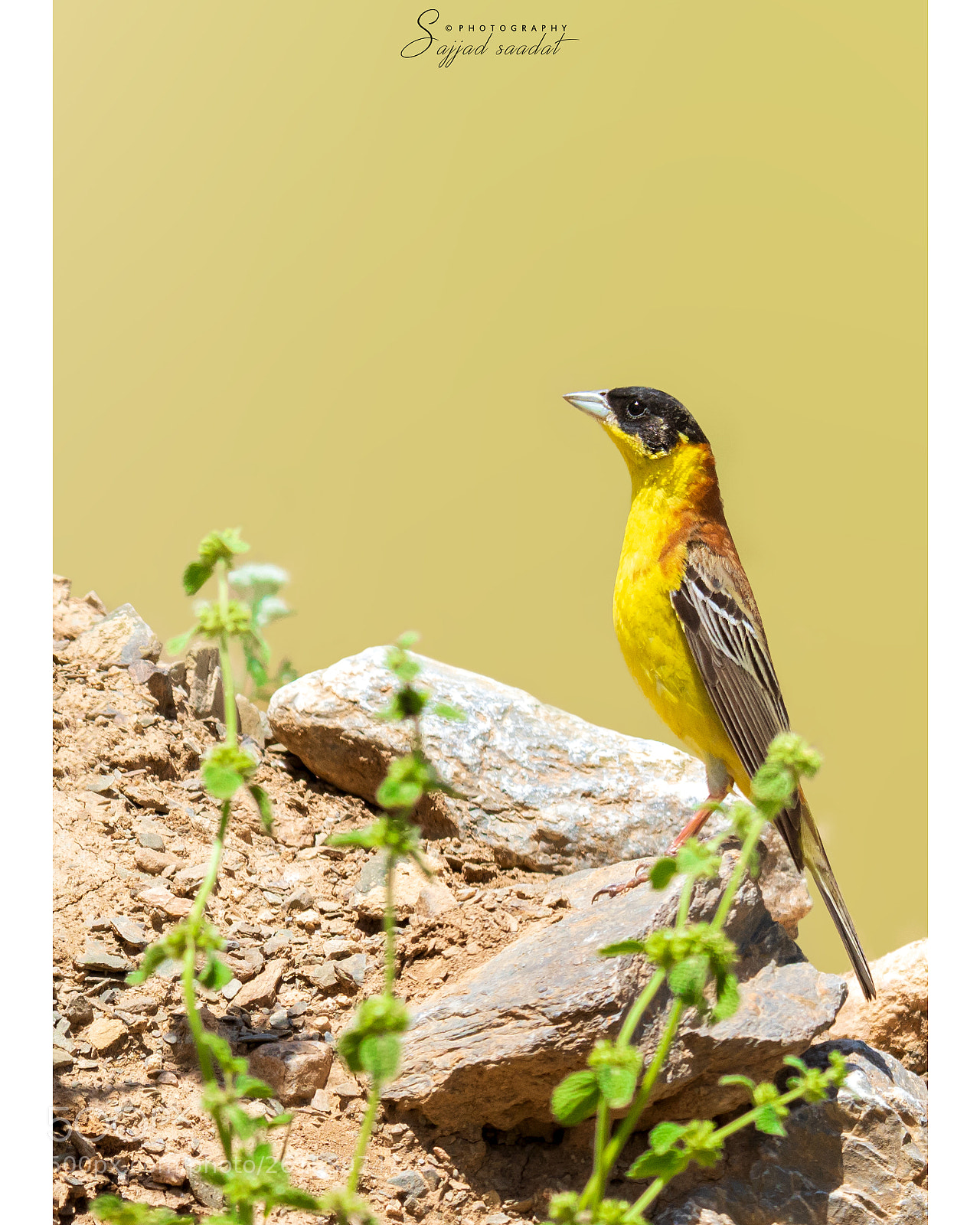 Nikon D7100 sample photo. Black-headed bunting photography