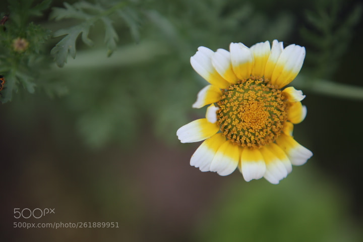 Canon EOS 6D + Canon EF 24-70mm F2.8L USM sample photo. Img photography