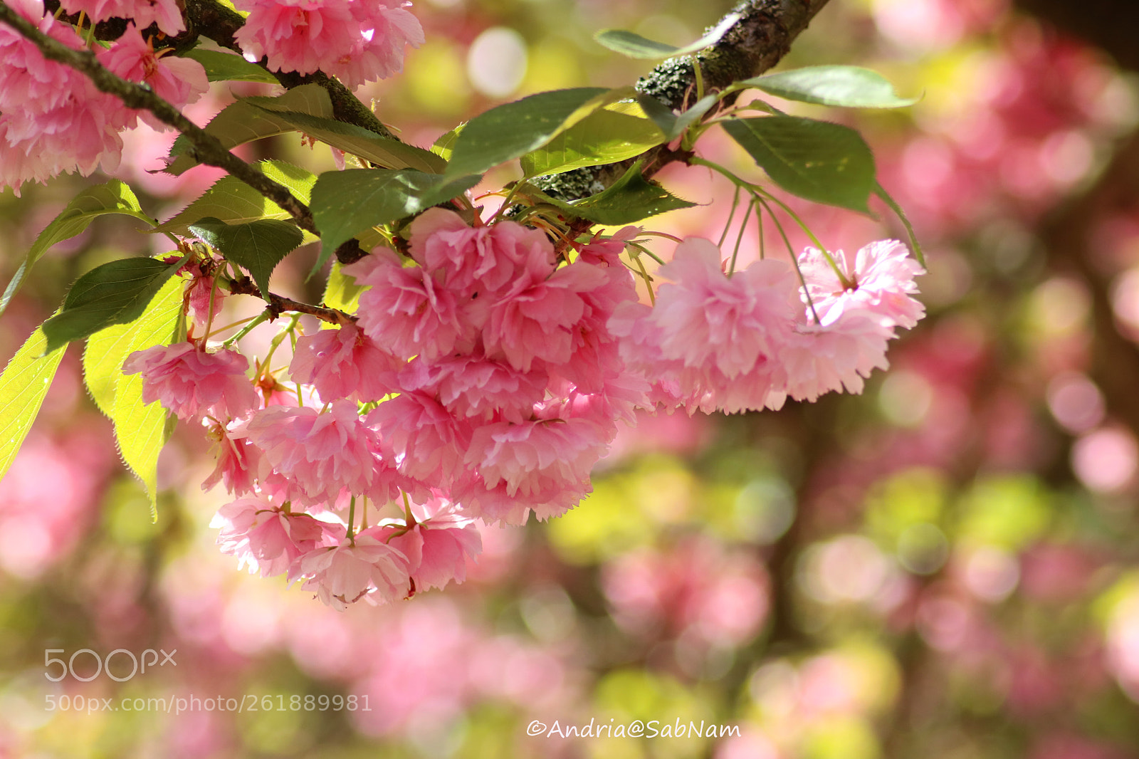 Canon EOS 750D (EOS Rebel T6i / EOS Kiss X8i) sample photo. Spring 2018 photography