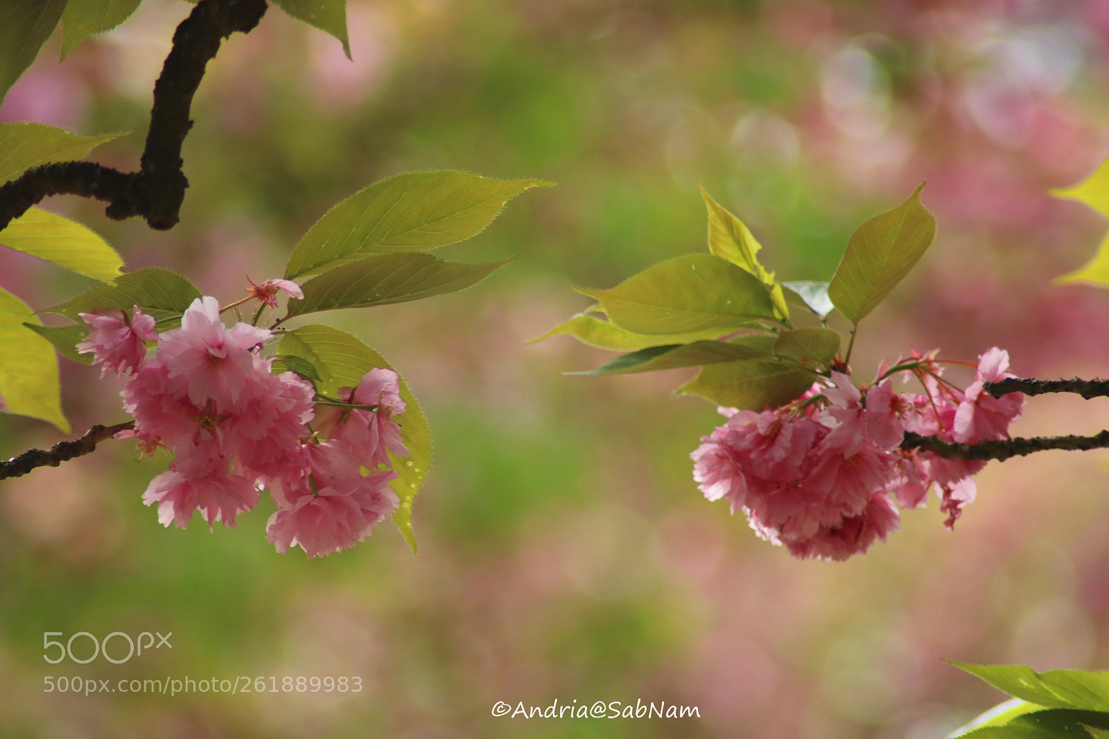 Canon EOS 750D (EOS Rebel T6i / EOS Kiss X8i) sample photo. Spring 2018 photography