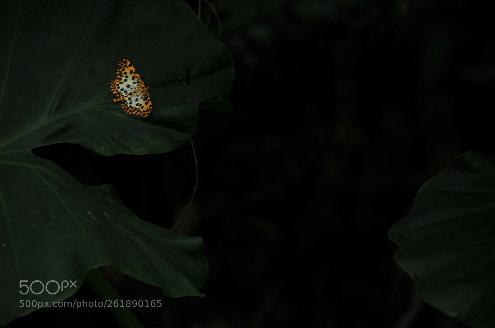 Nikon D3S sample photo. .. photography
