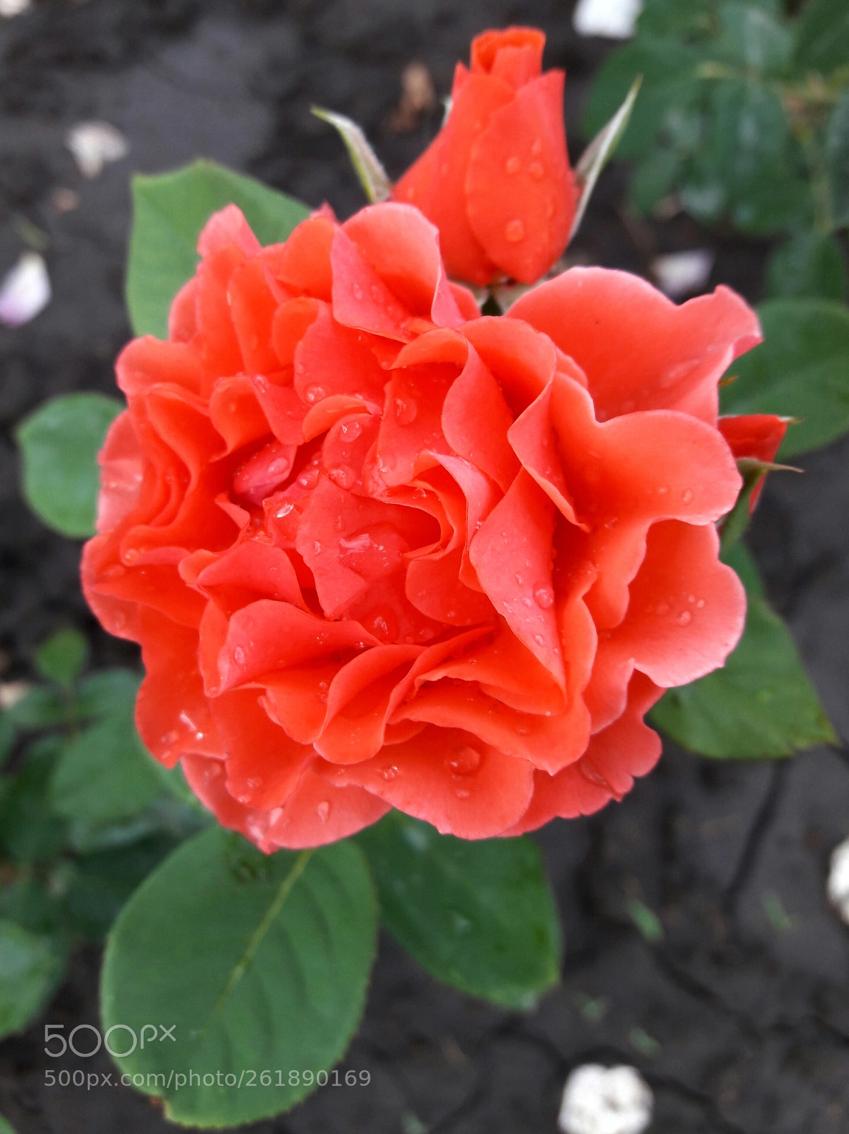 Samsung Galaxy J7 sample photo. Orange rose photography