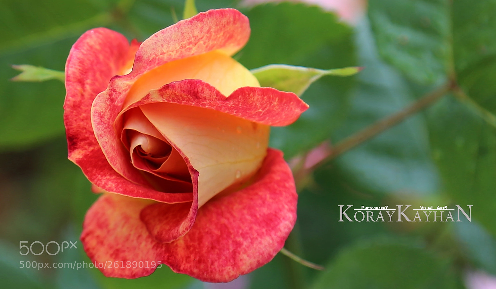 Canon EOS 6D sample photo. Turuncu g l orange photography