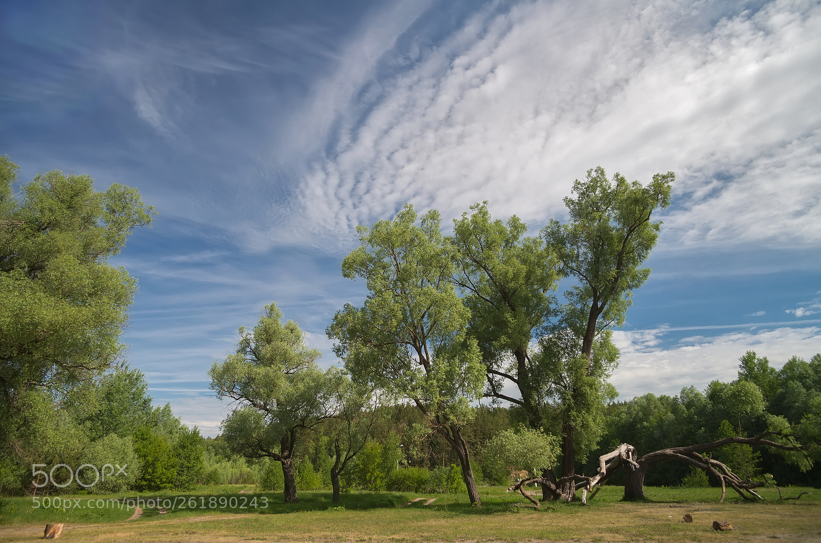 Nikon D600 sample photo. *** photography