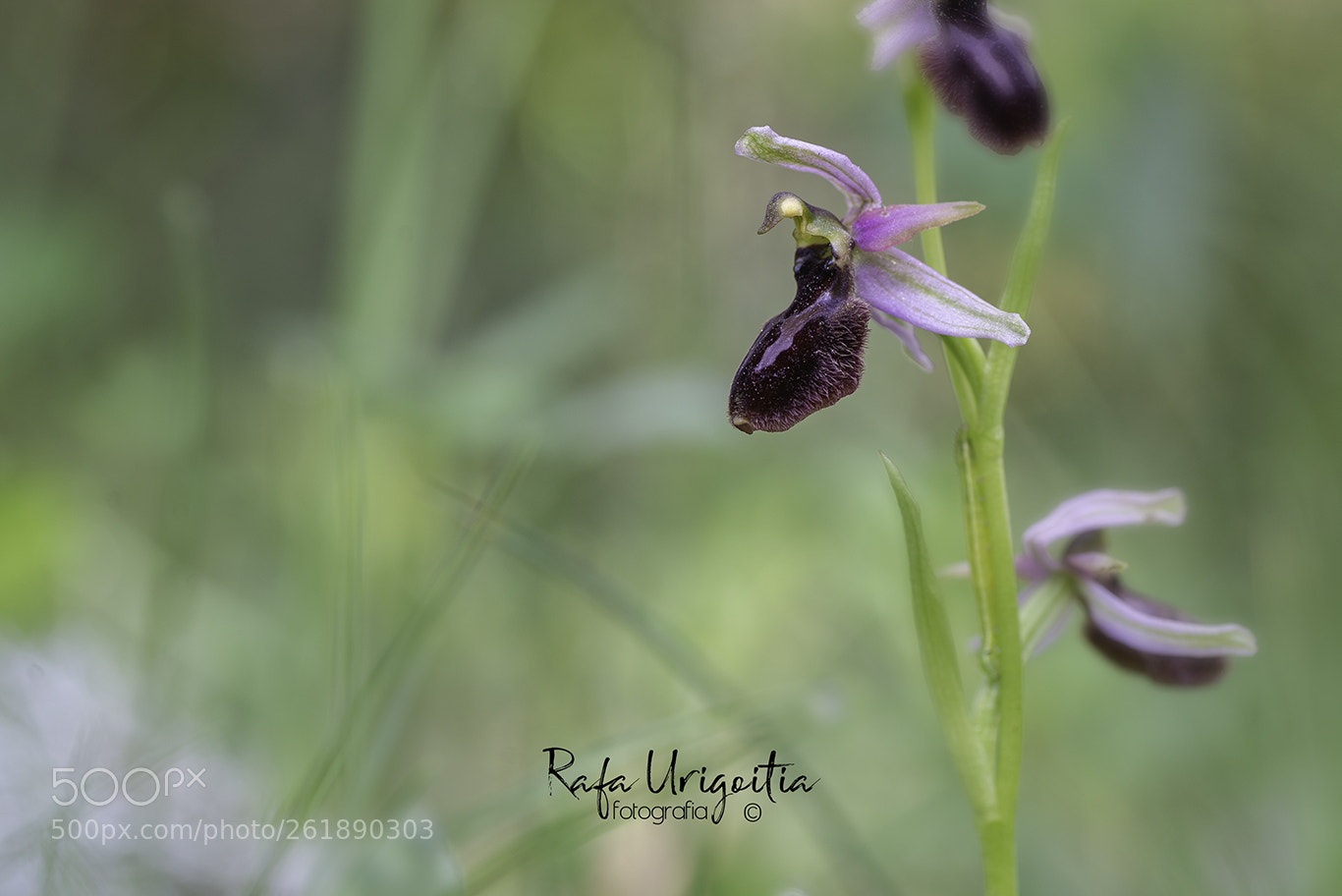 Nikon D610 sample photo. Abellera catalana photography