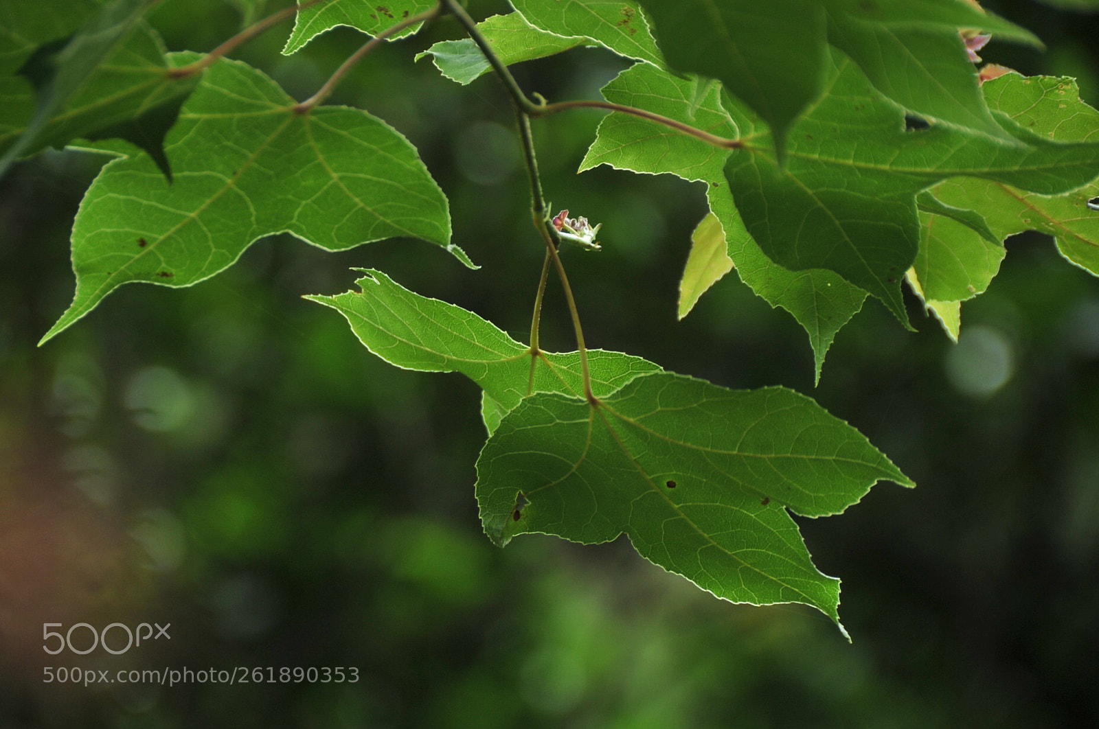 Nikon D3S sample photo. .. photography
