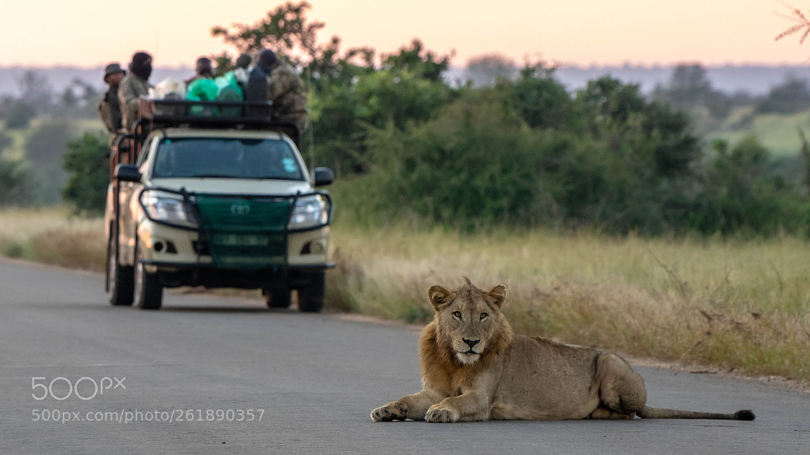 Pentax K-3 II sample photo. Lion on your way photography