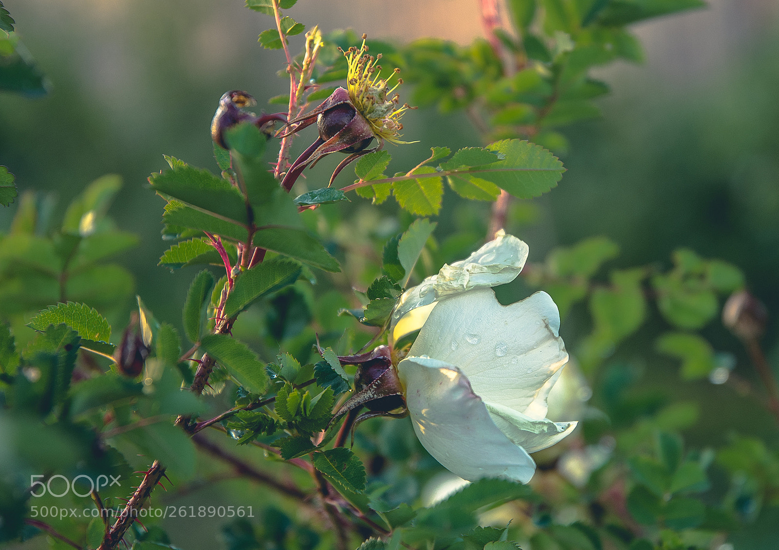 Nikon D7100 sample photo. Two flawers photography