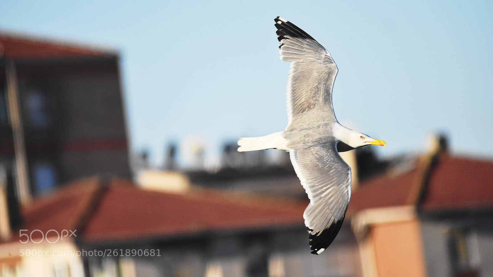Sigma 150-500mm F5-6.3 DG OS HSM sample photo. Martı photography