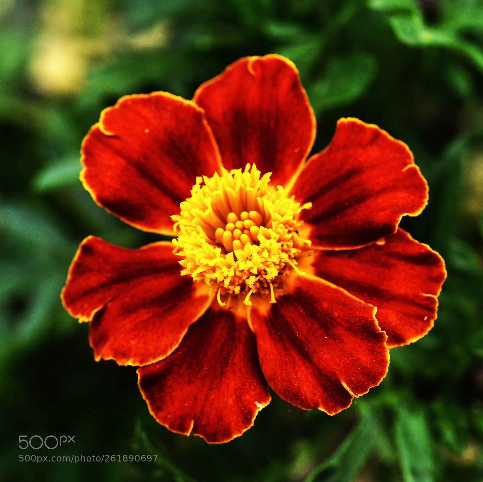Nikon D810 sample photo. Flower photography
