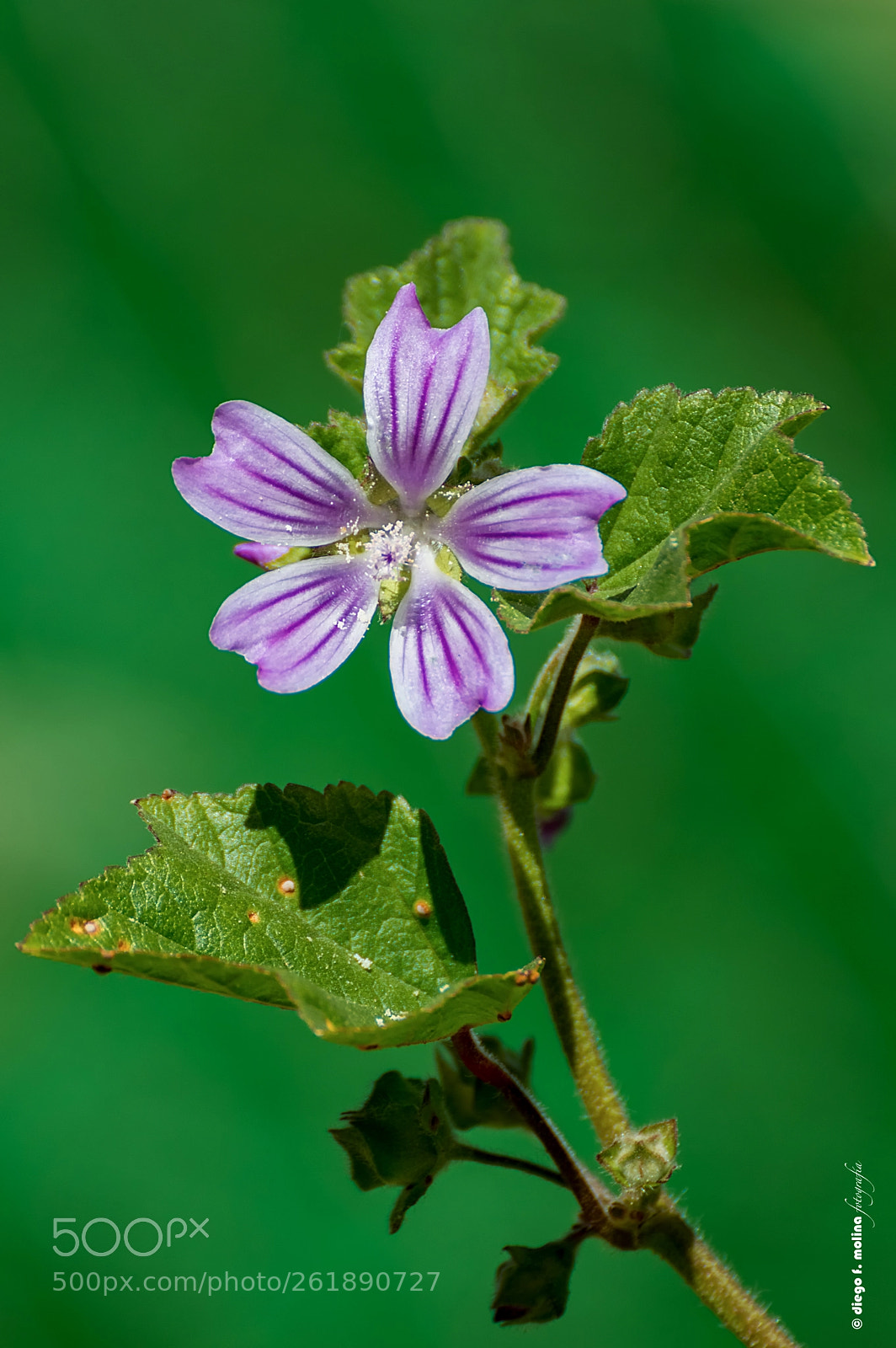 Nikon D3200 sample photo. Malva silvestre y tallo photography