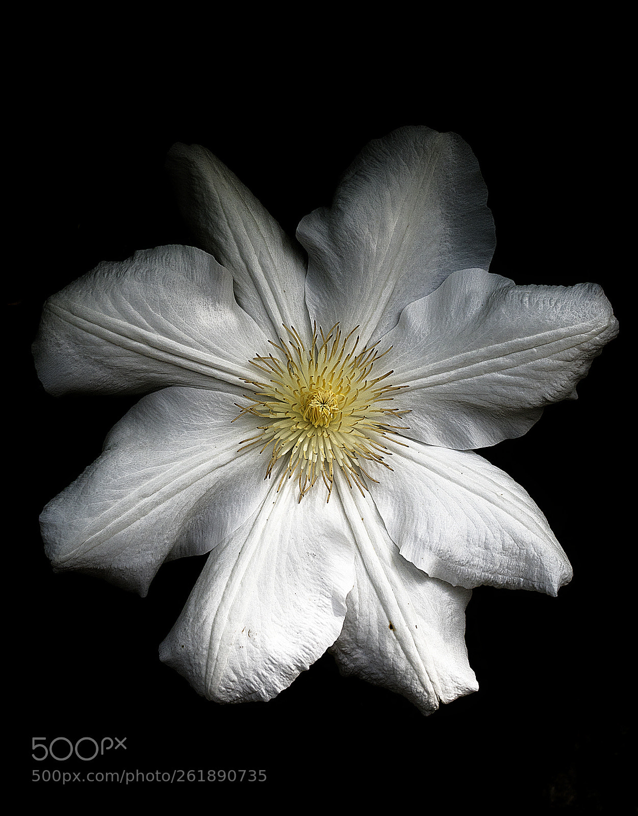 Olympus OM-D E-M5 II sample photo. Starflower photography