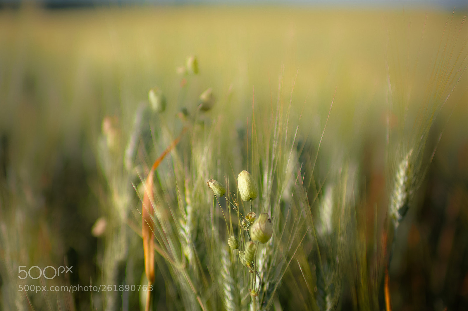 Sigma sd Quattro sample photo. Wheat photography