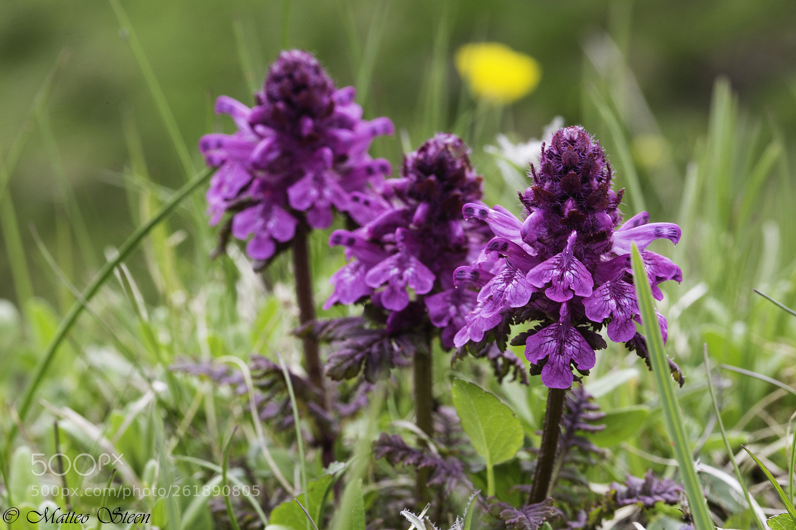 Canon EOS 6D sample photo. Pedicularis verticillata photography