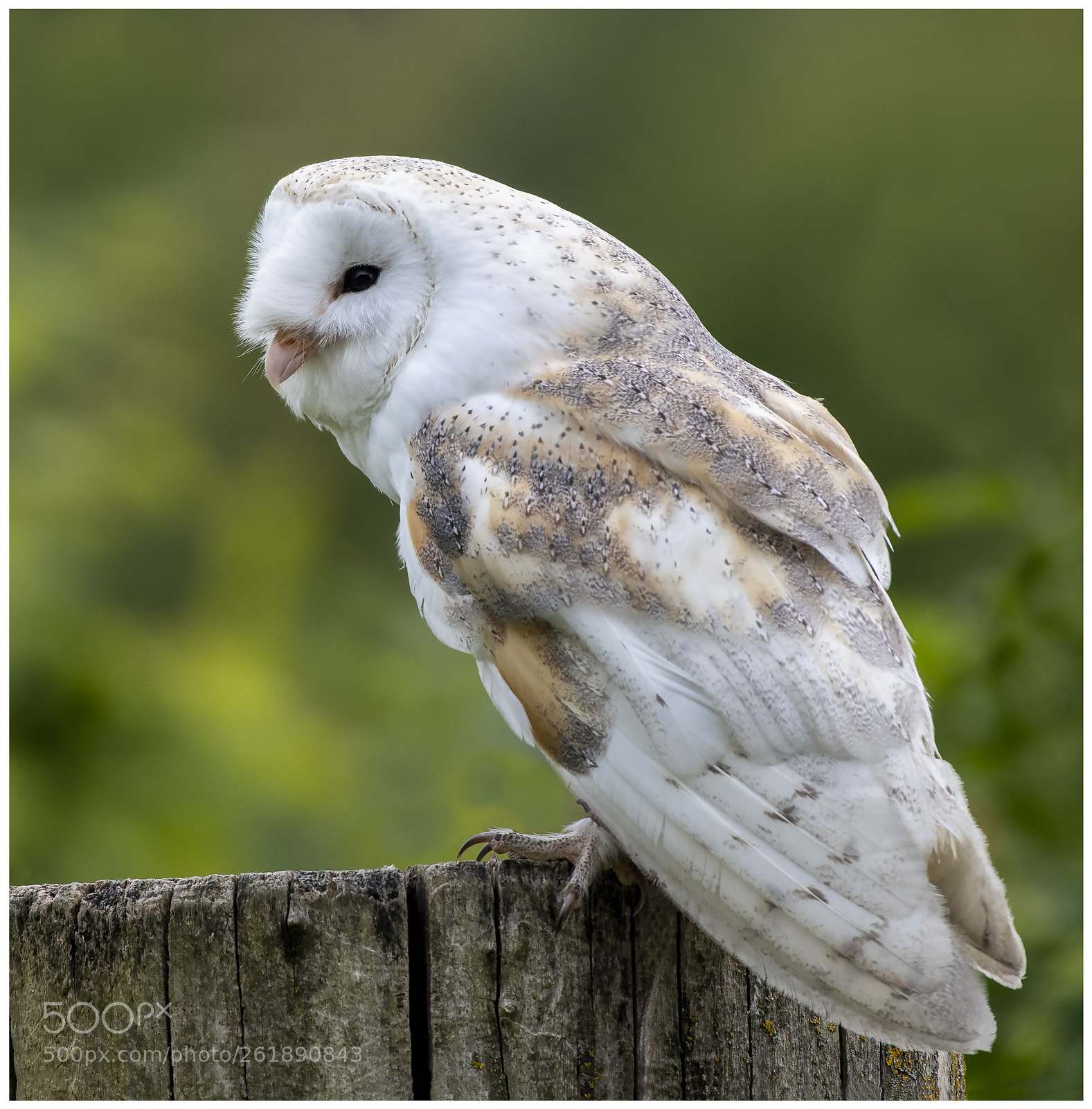 Nikon D500 sample photo. Barn owl photography