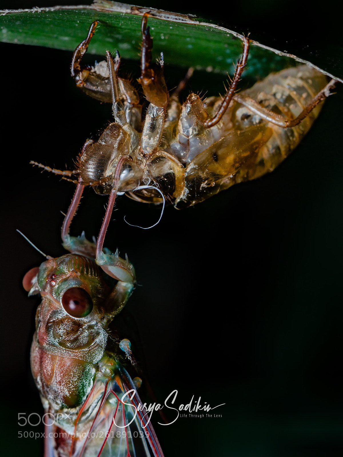 Nikon D7000 sample photo. Molting cicada photography