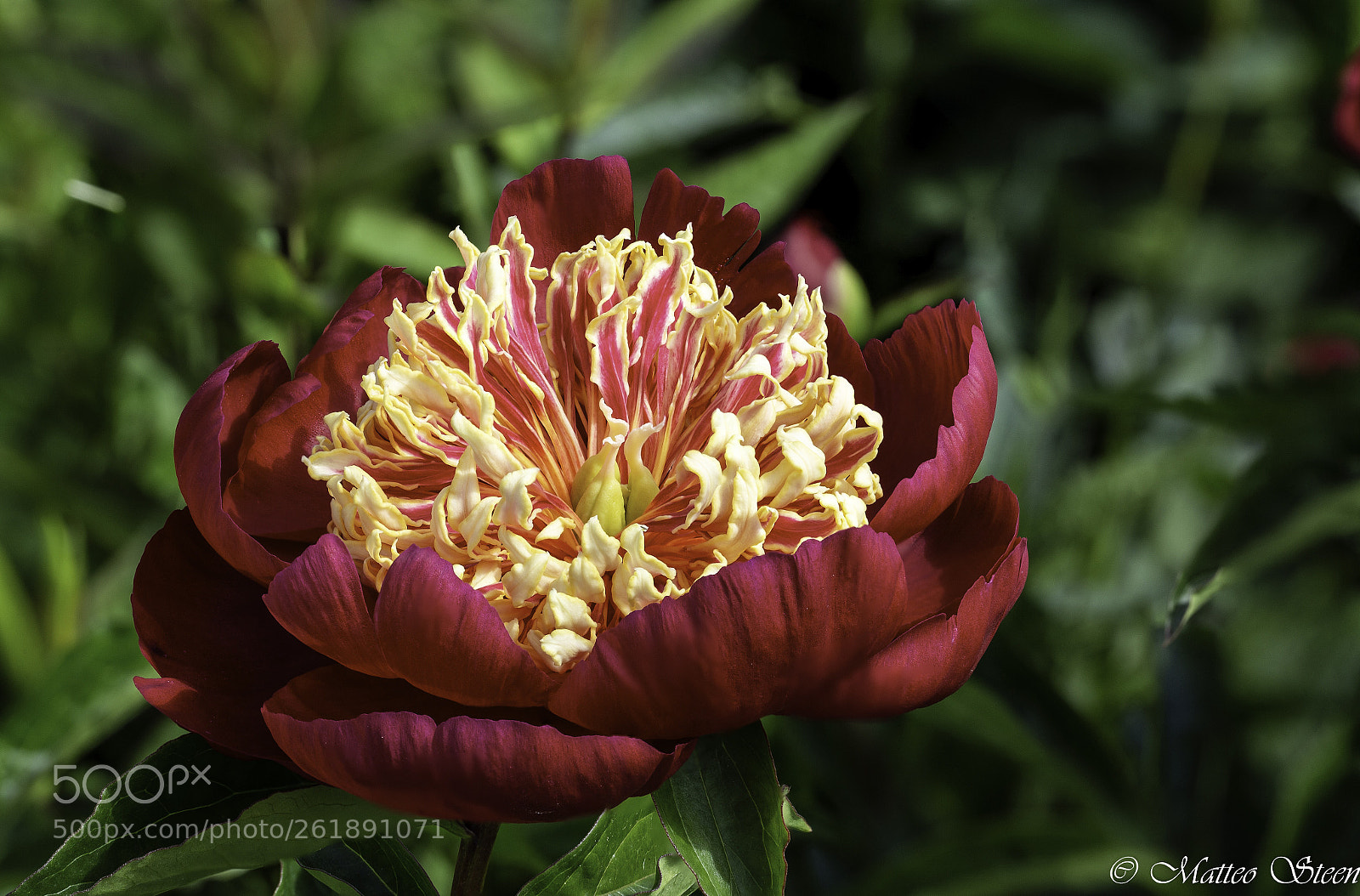Canon EOS 6D sample photo. Paeonia photography