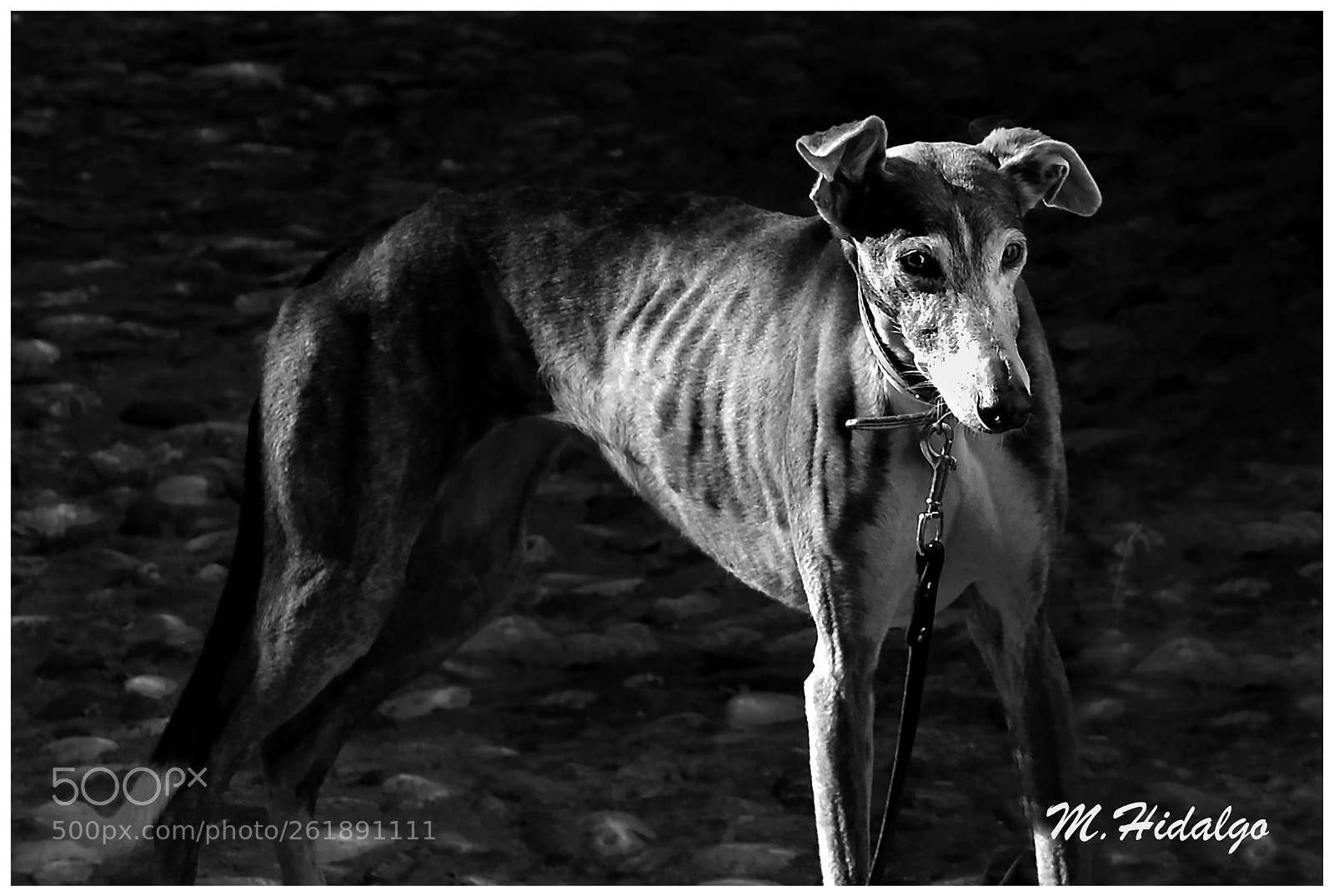Nikon D3300 sample photo. Galgo y luz photography