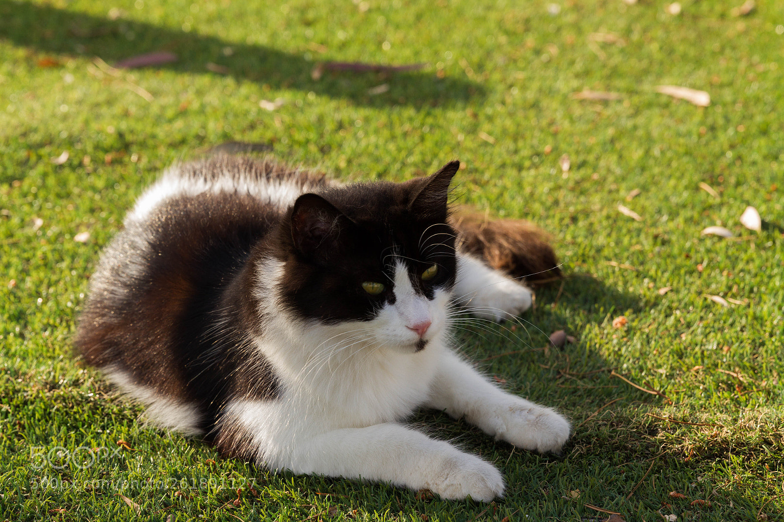 Canon EOS 7D sample photo. Living the island life photography
