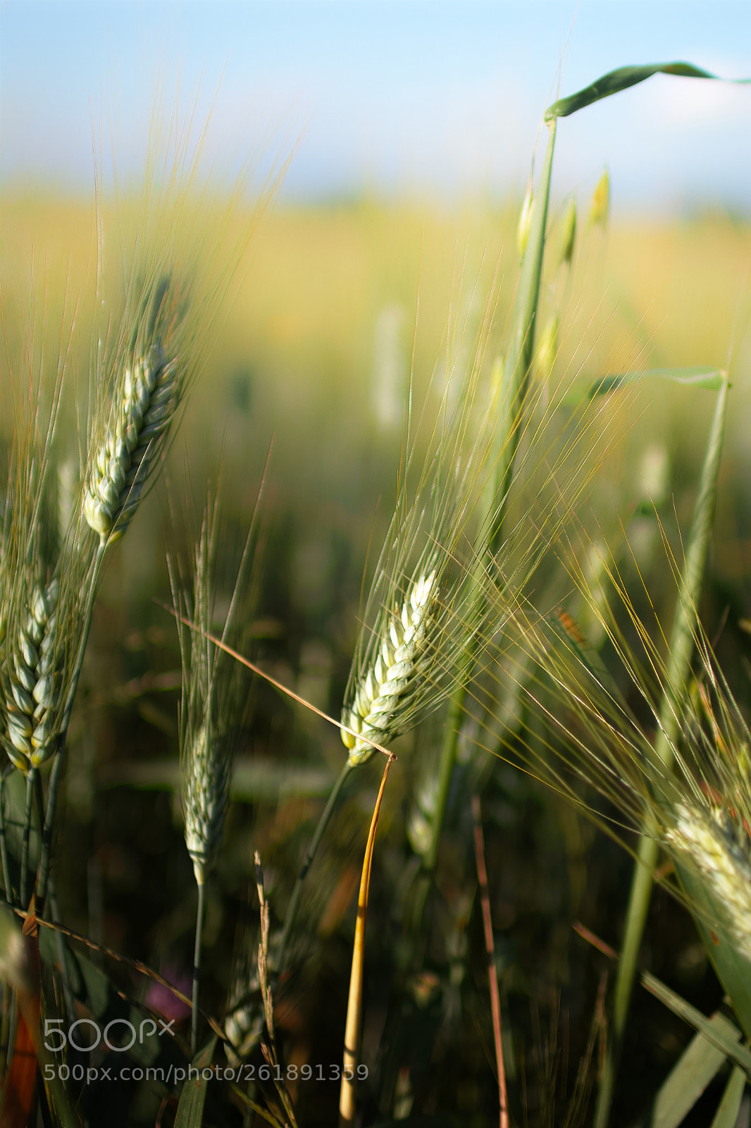 Sigma sd Quattro sample photo. Ear of corn photography