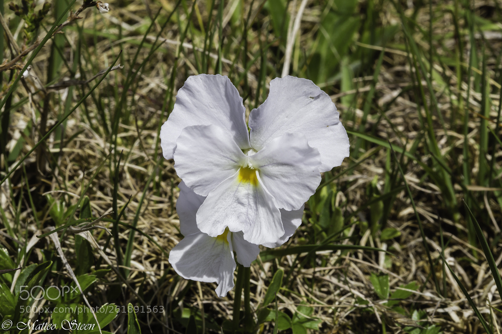 Canon EOS 6D sample photo. Viola photography