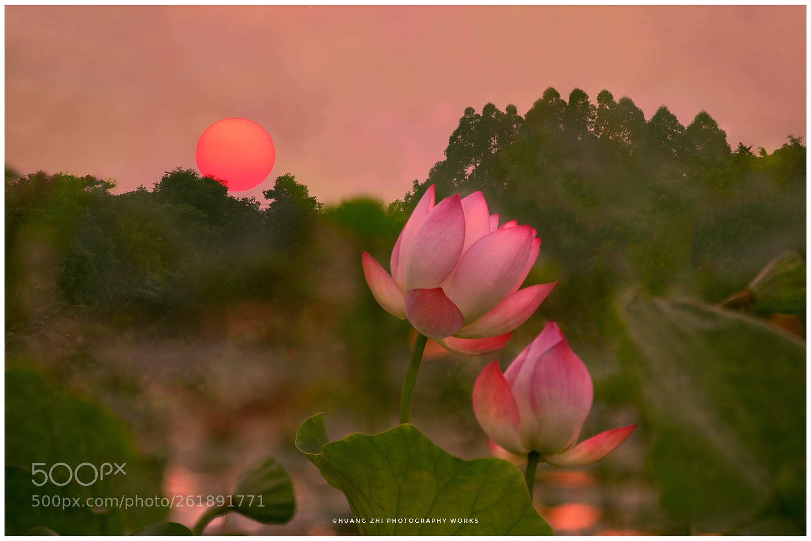Canon EOS-1D X Mark II sample photo. Lotus flowers in the photography