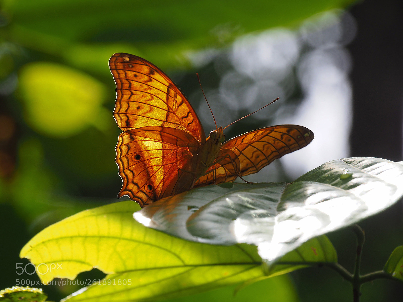 Olympus OM-D E-M10 II sample photo. Borneo butterfly photography