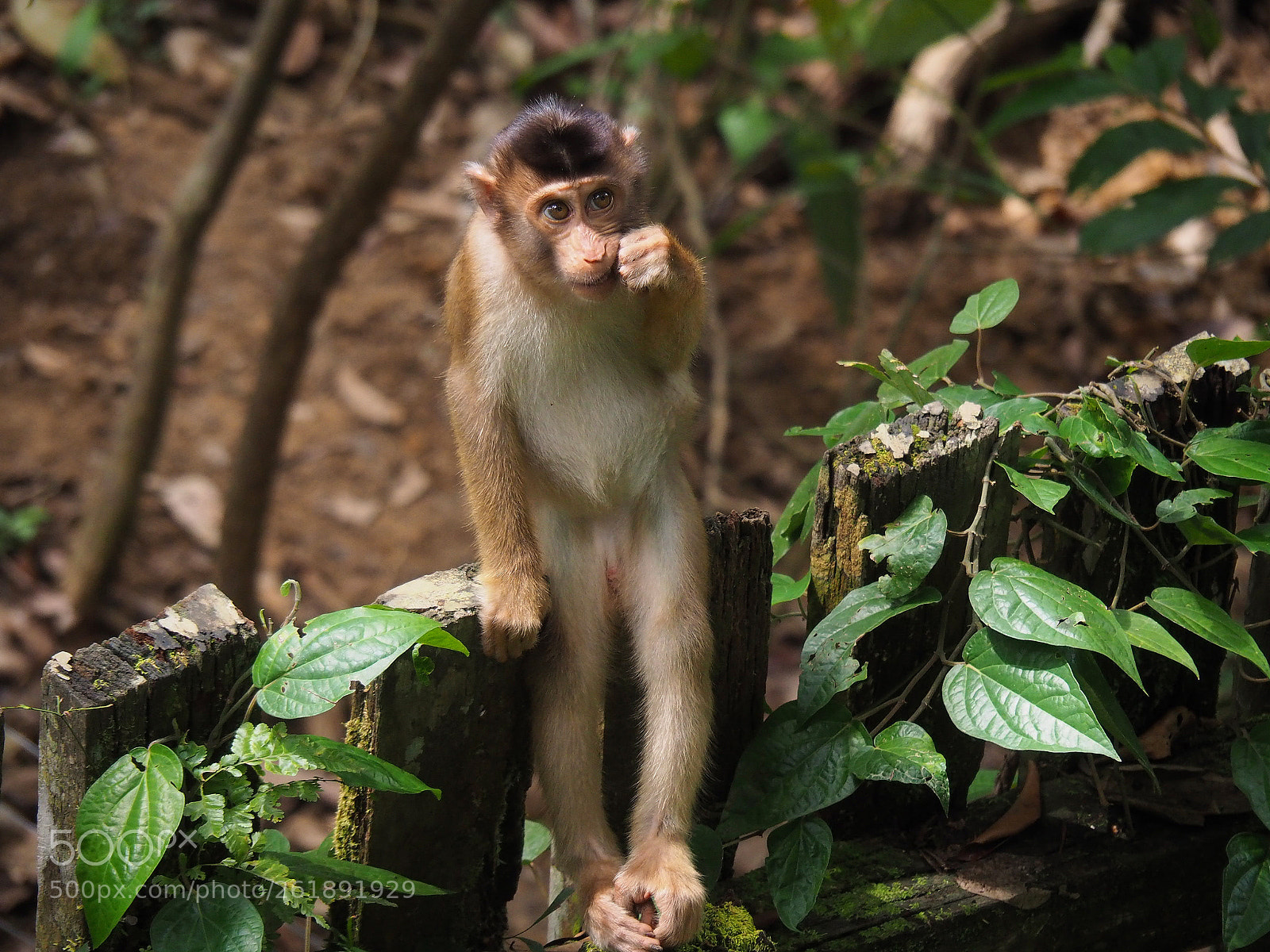 Olympus OM-D E-M10 II sample photo. Cute macaque photography