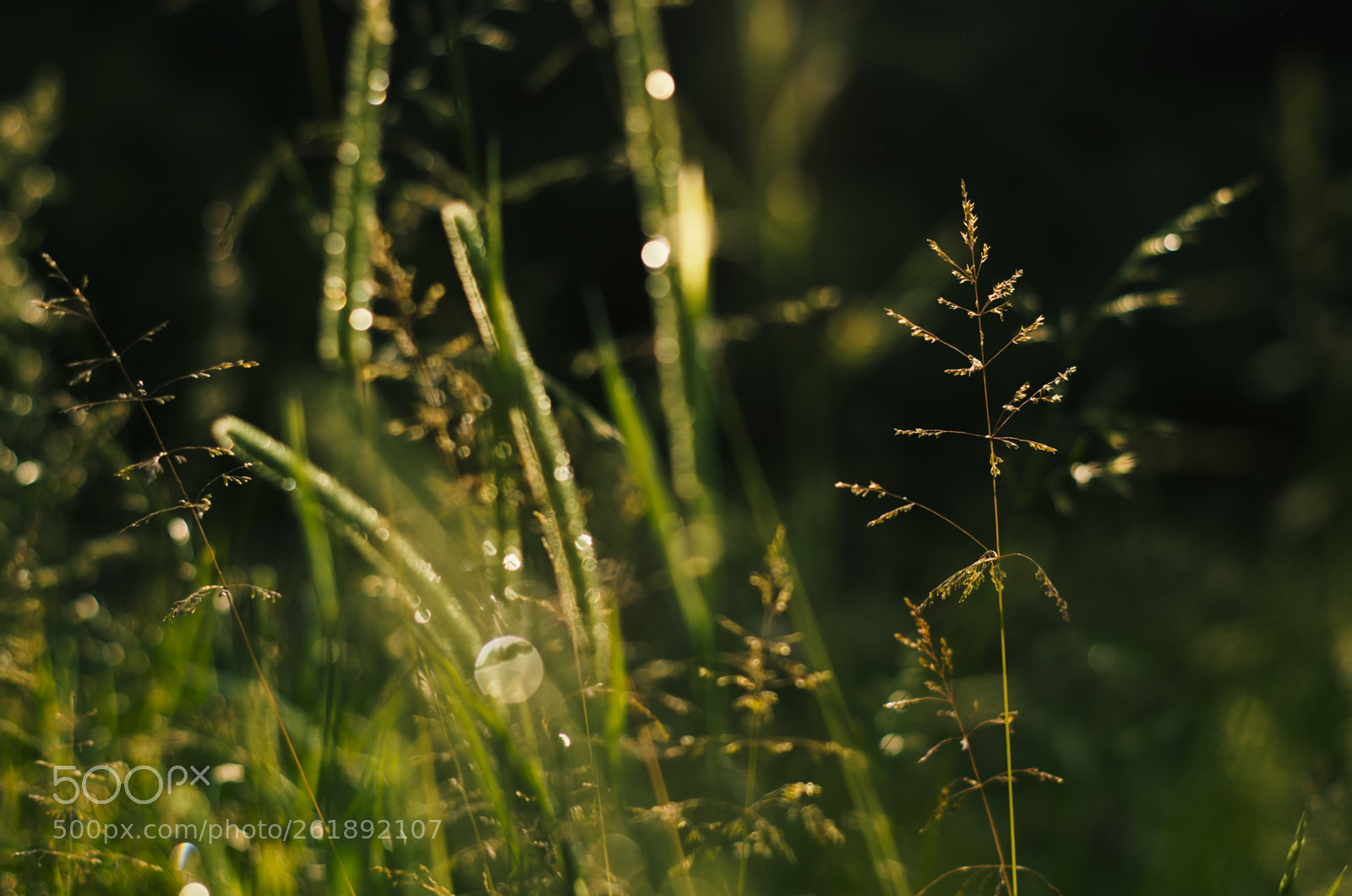 Pentax K-5 II sample photo. Grass after rain photography