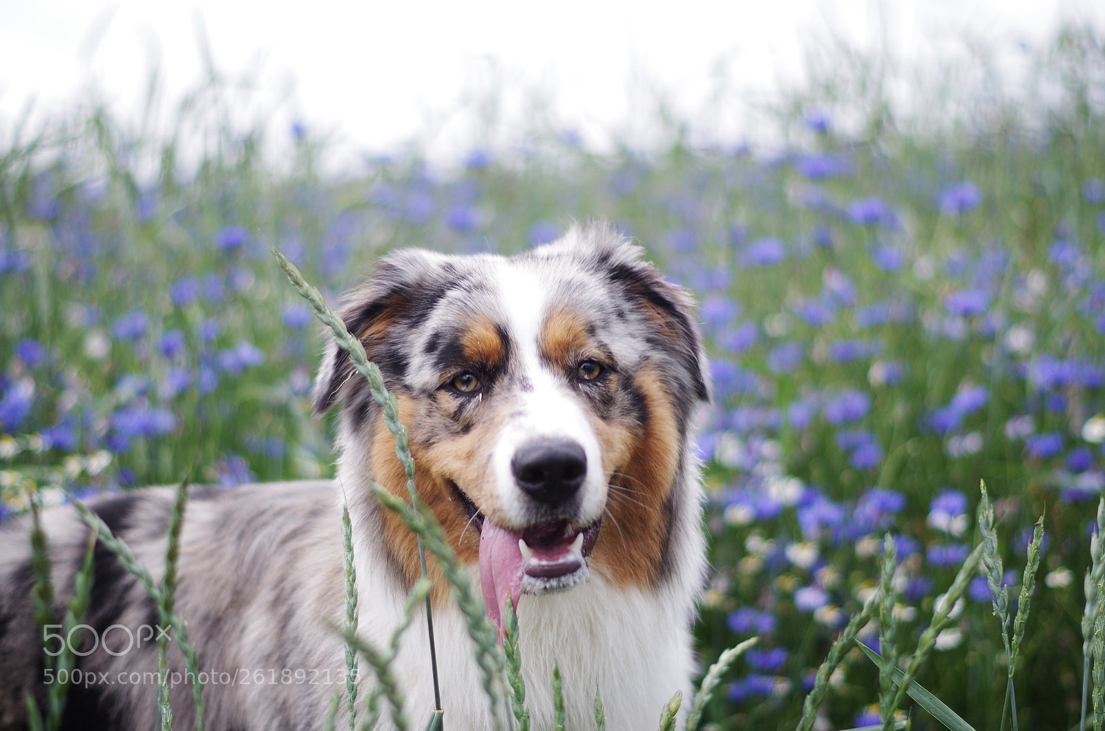 Pentax K-50 sample photo. Aussie photography