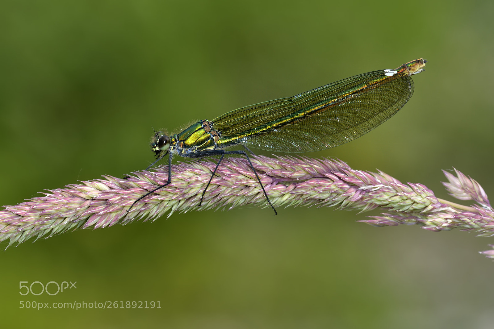 Nikon D500 sample photo. Calopteryx splendens photography