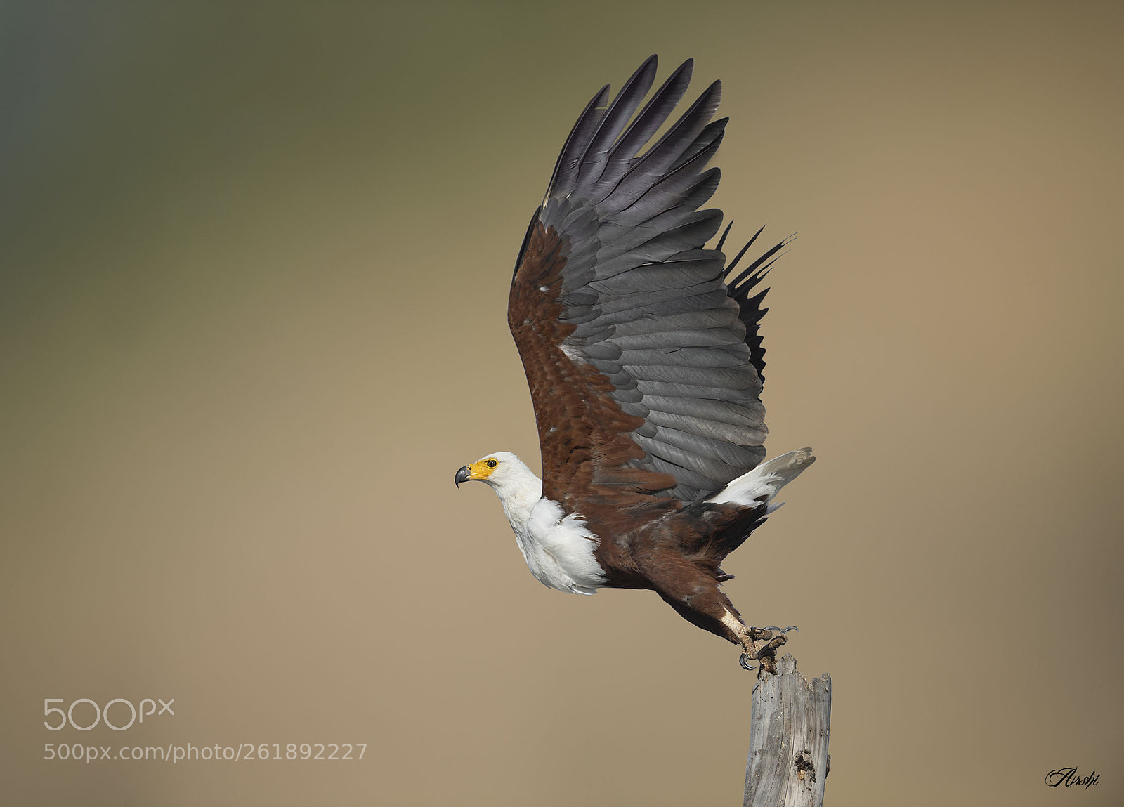 Nikon D5 sample photo. African fish eagle photography