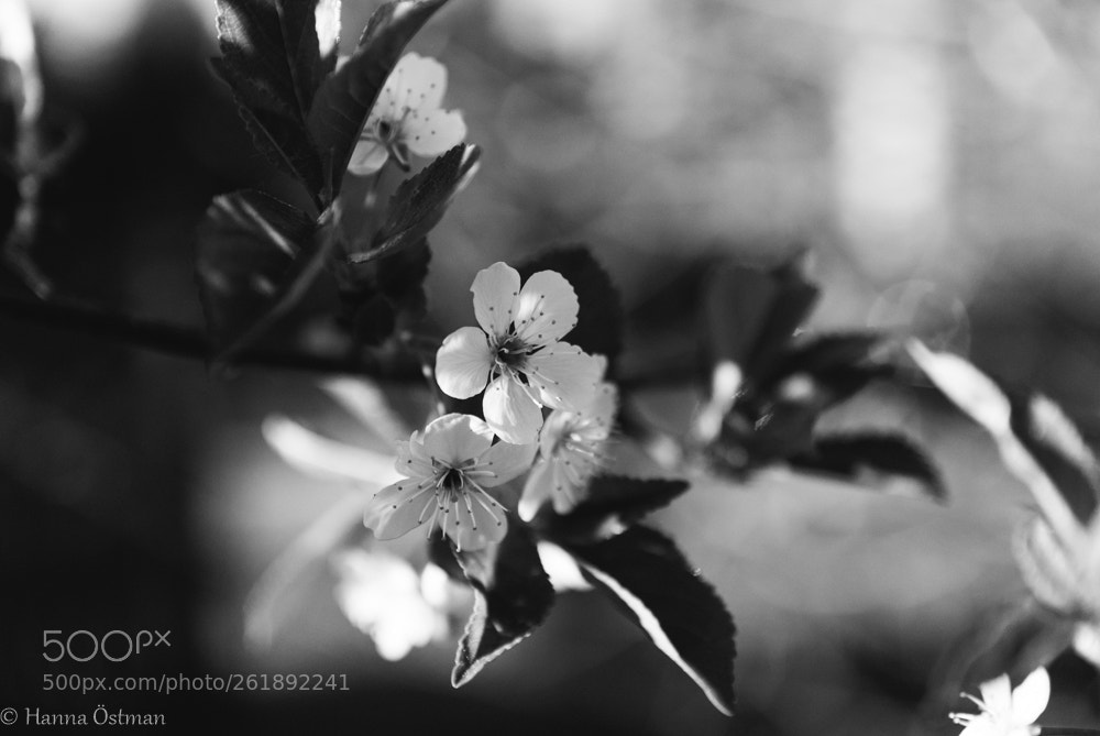 Sony Alpha DSLR-A200 sample photo. Monochrome cherry photography
