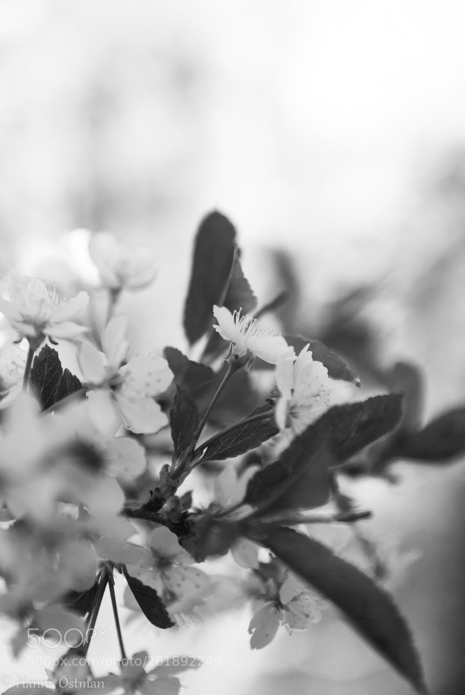 Sony Alpha DSLR-A200 sample photo. Cherry photography