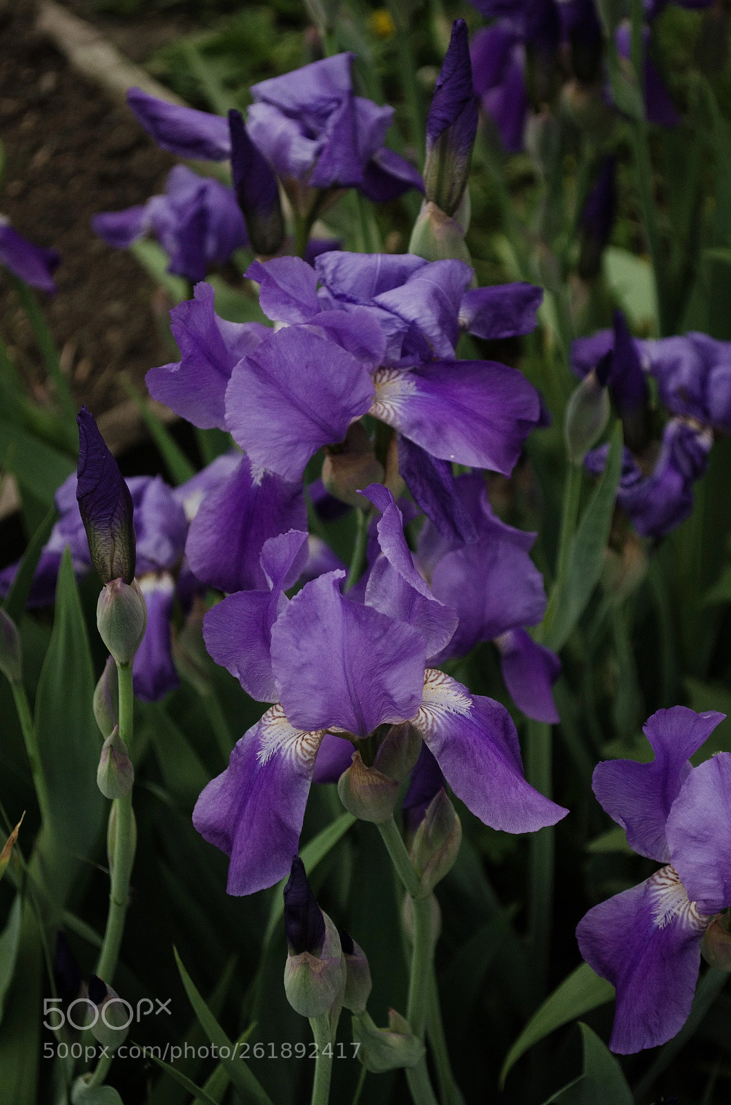 Nikon D5100 sample photo. Iris photography