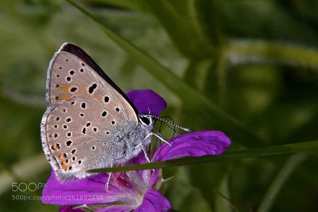 Canon EOS 6D sample photo. Mg photography