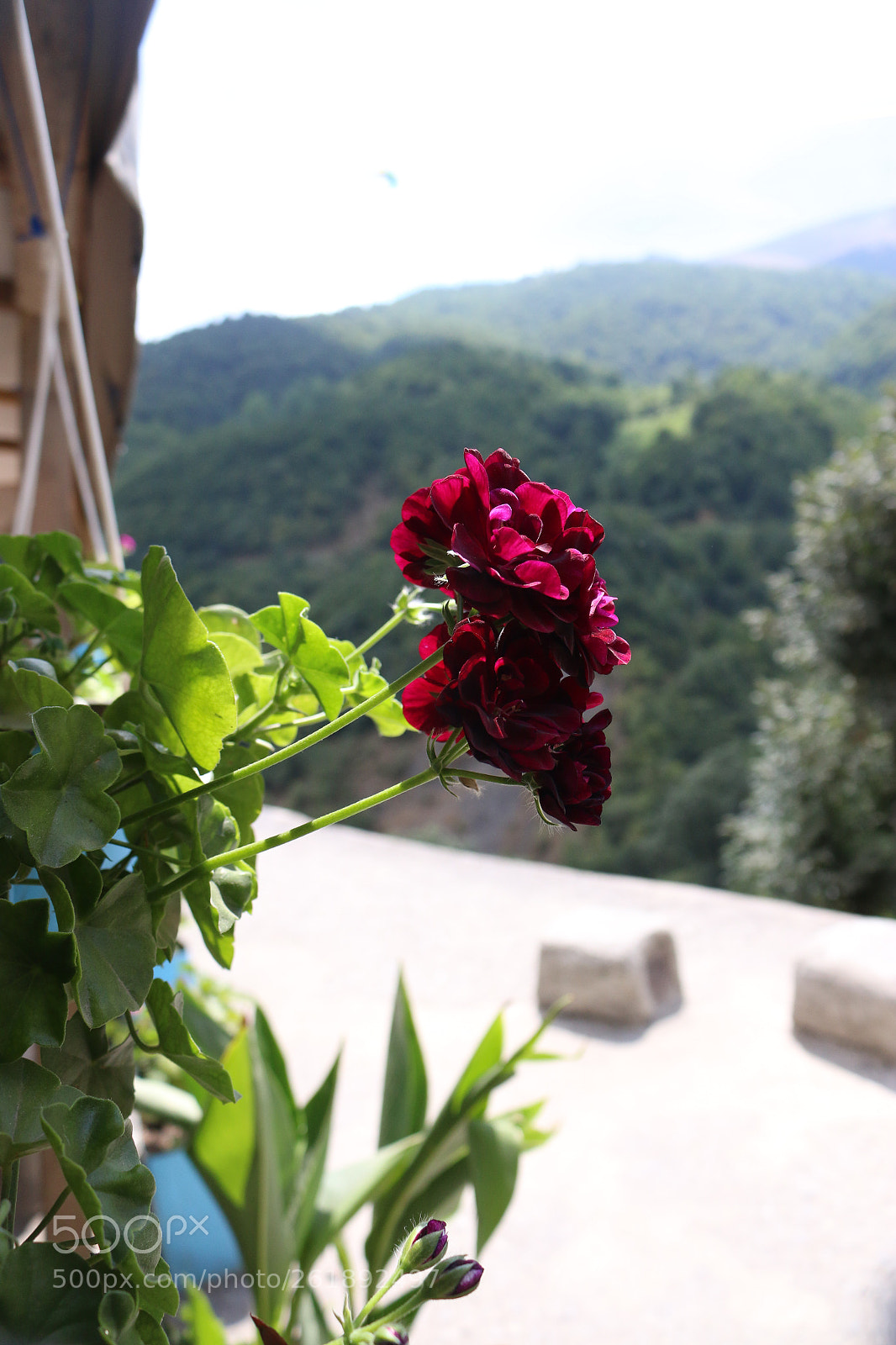 Canon EOS 70D sample photo. Img photography