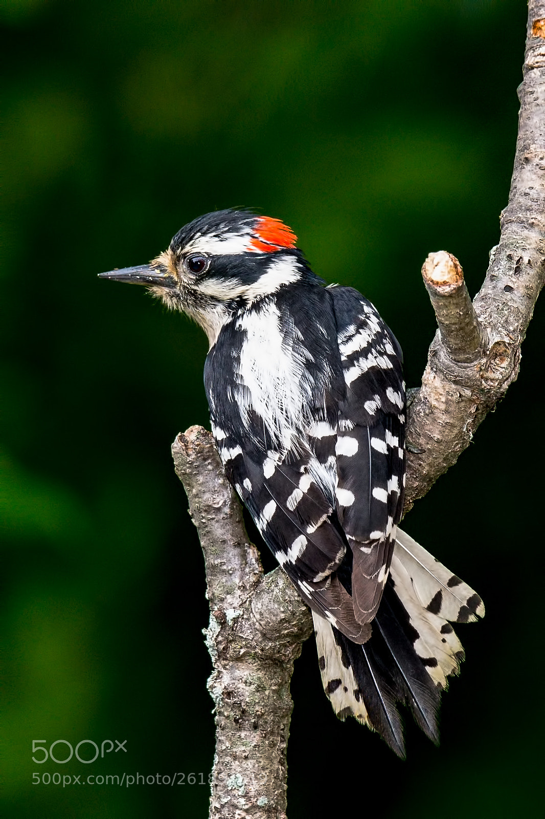 Nikon D850 sample photo. Downy woodpecker photography