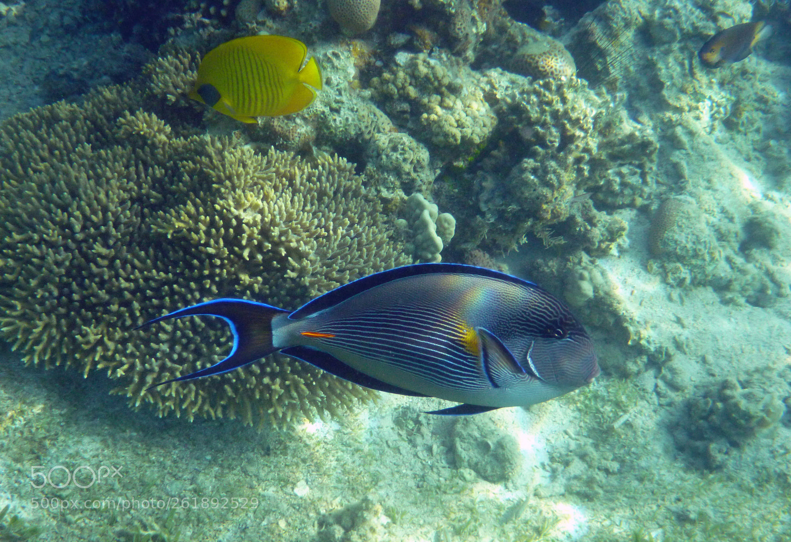 Panasonic DMC-FT3 sample photo. Surgeonfish photography